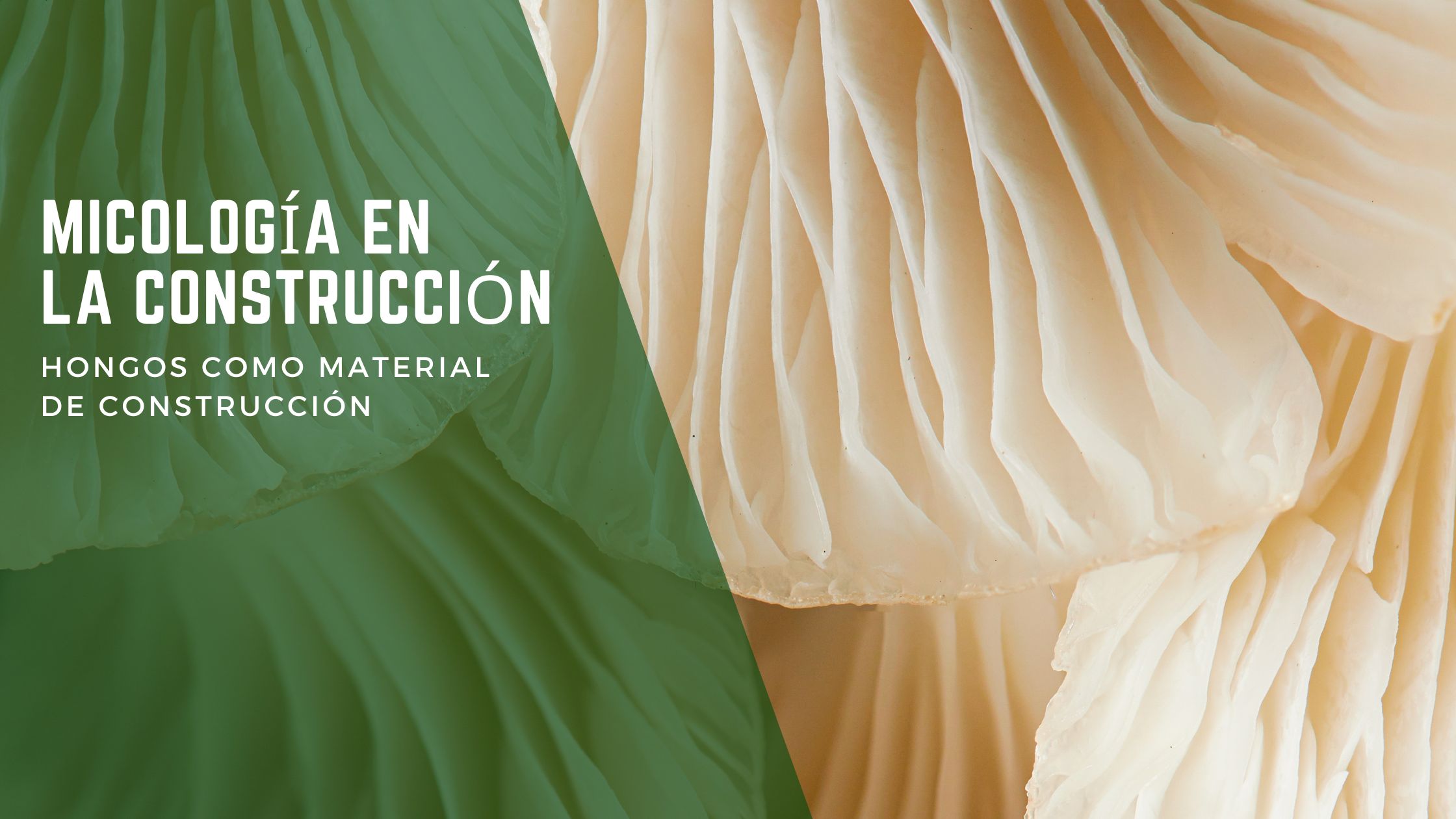 materiales-de-micelio-hongos-como-material-de-construccion-1